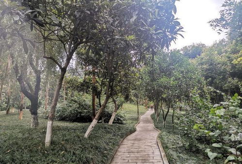 重庆渝北土豪公园,城市中心栽种大量树木,就是少点文化底蕴