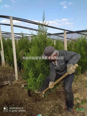 蜀桧价格批发,蜀桧容器苗,蜀桧杯苗种植基地